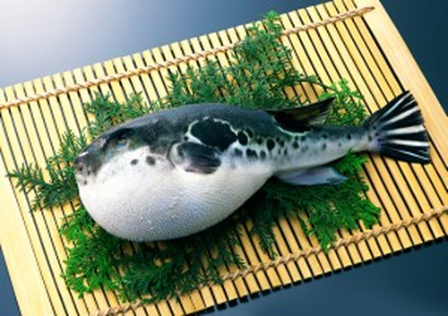 Рыба Фугу.jpg