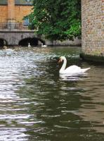 Лебеди в каналах Брюгге