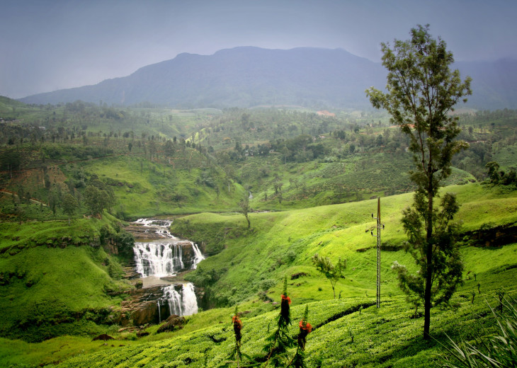 Чайные плантации и их история: Загадки цейлонского чая